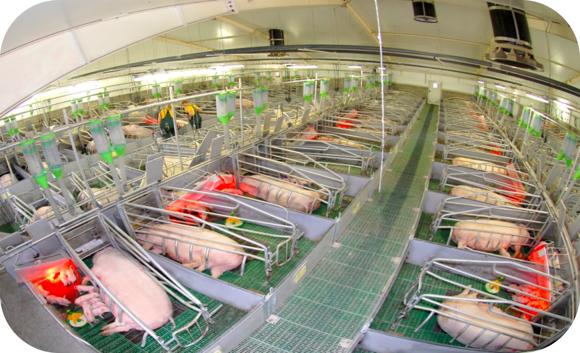 Задача Зоотехния Cегмент Cвиноводство: