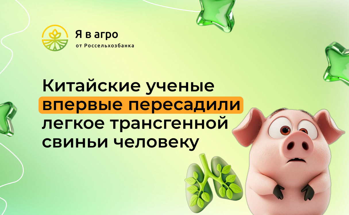 Китайские ученые впервые пересадили легкое трансгенной свиньи человеку