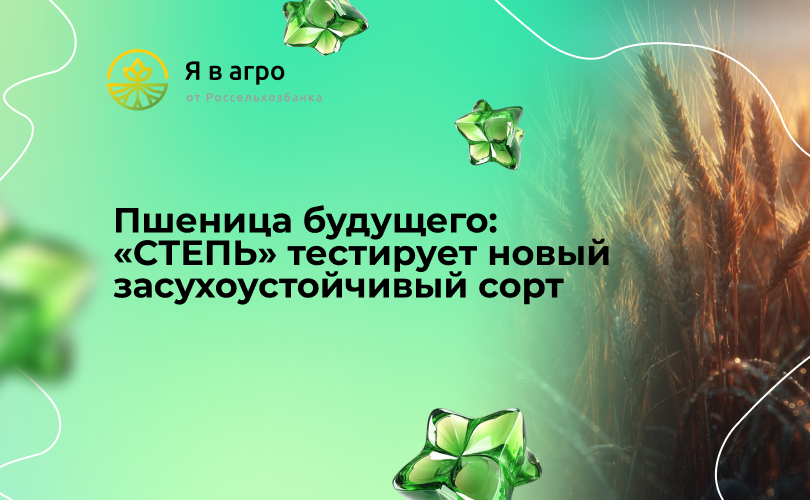Пшеница будущего: «СТЕПЬ» тестирует новый засухоустойчивый сорт