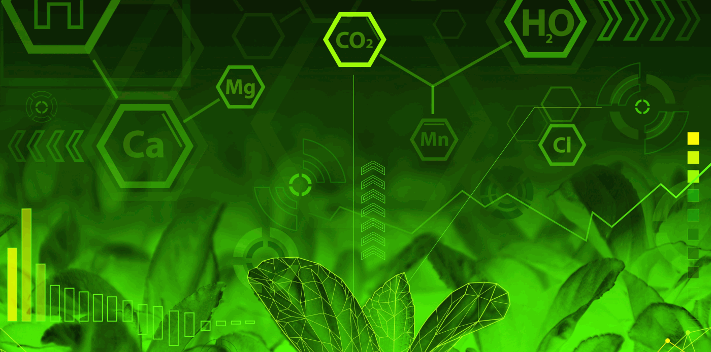 Выращенный в Подмосковье батат, домашняя мини-птицеферма, салат-лист с минимумом нитратов: определены лучшие школьные агропроекты года