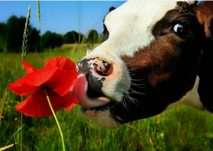 ГК «ЭФКО» начала производство миксовых защищенных белков для крупного рогатого скота