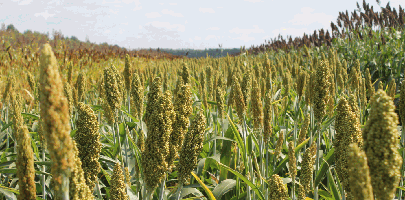 Питерские исследователи нашли способ повышения йода в молоке и мясе коров
