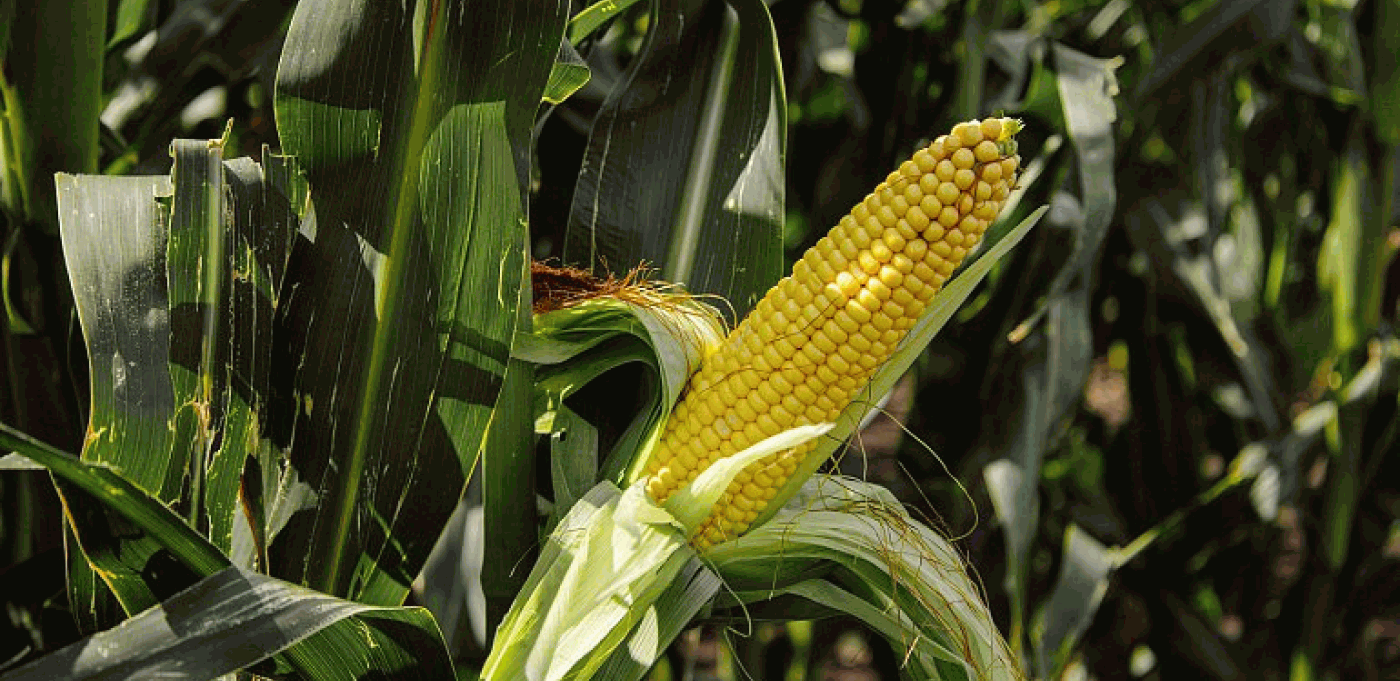 Агрохолдинг представил новые гибриды кукурузы