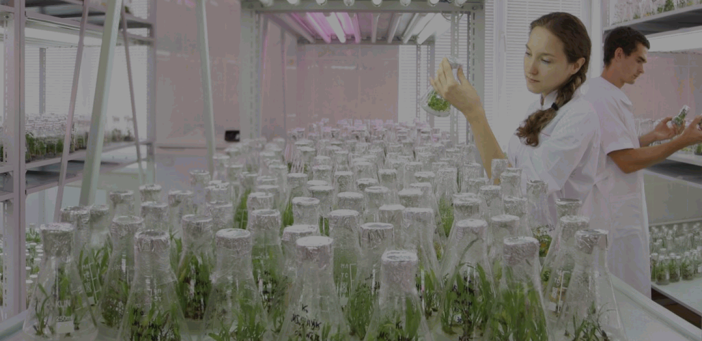 Профессия селекционер: где учиться и как зарабатывать более 100 000 рублей в месяц?