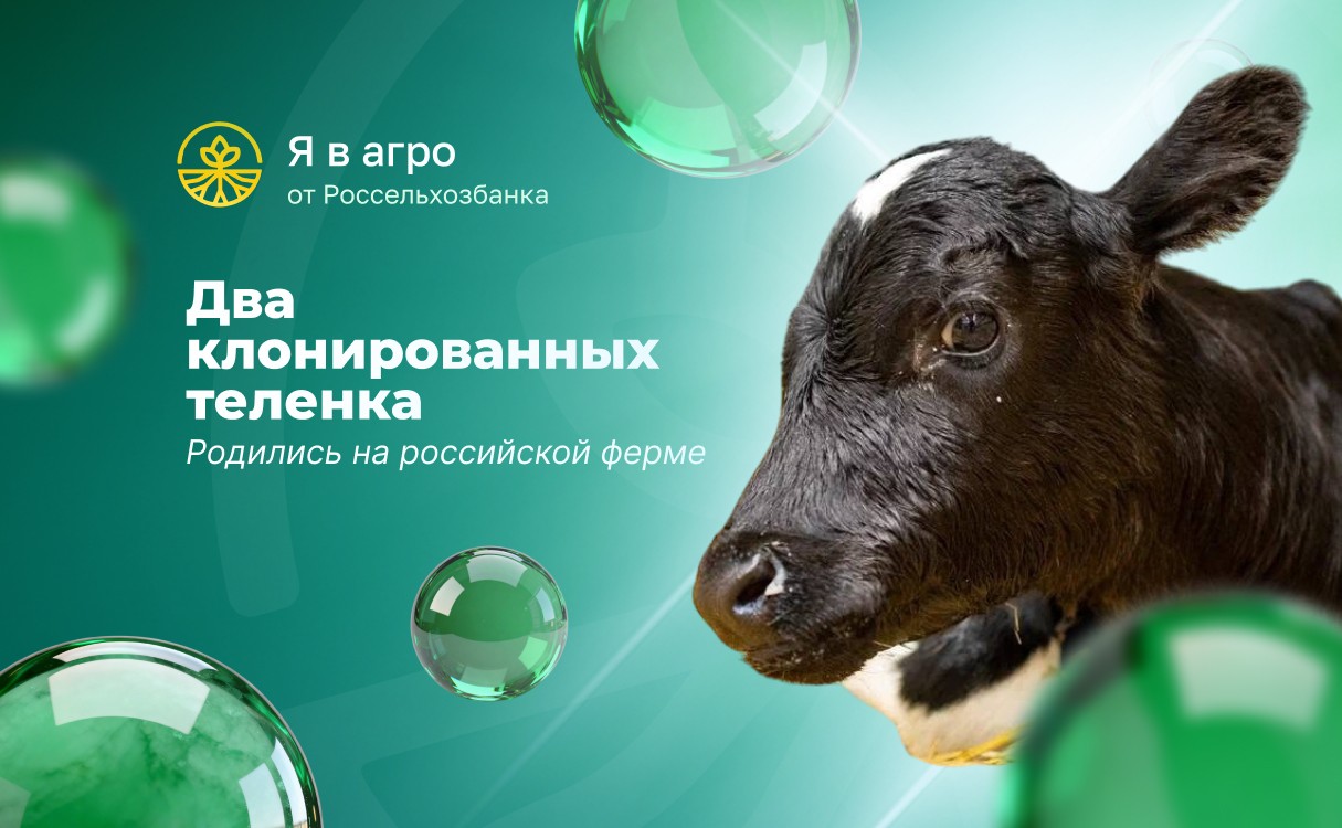 На российской ферме родились два клонированных теленка